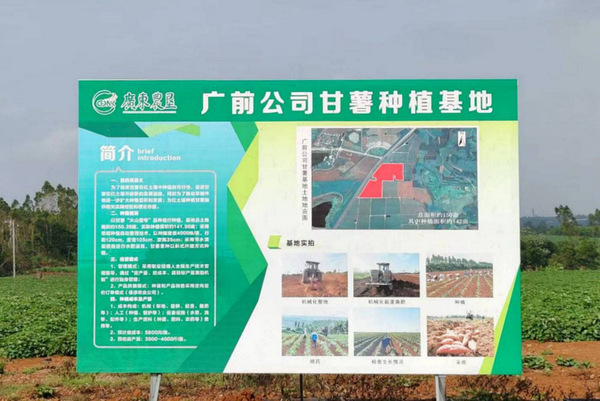 图片:1-8 广前公司甘薯种植基地