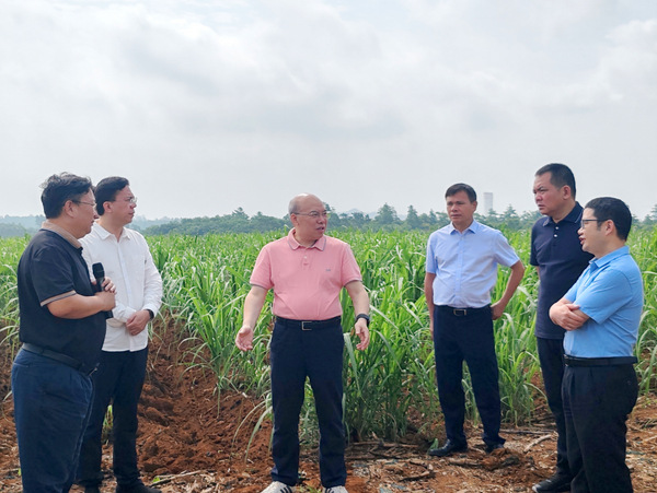 图片:1-调研广前公司甘蔗全程机械化示范基地