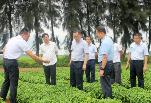 图片:1-1 调研幸福农场穿心莲种植基地