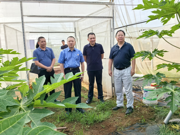 图片:1-察看广前公司木瓜种植基地