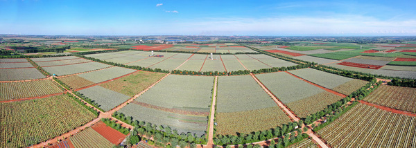 图片:广垦菠萝示范种植基地