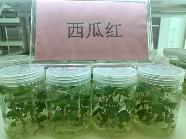 图片:1-6 西瓜红