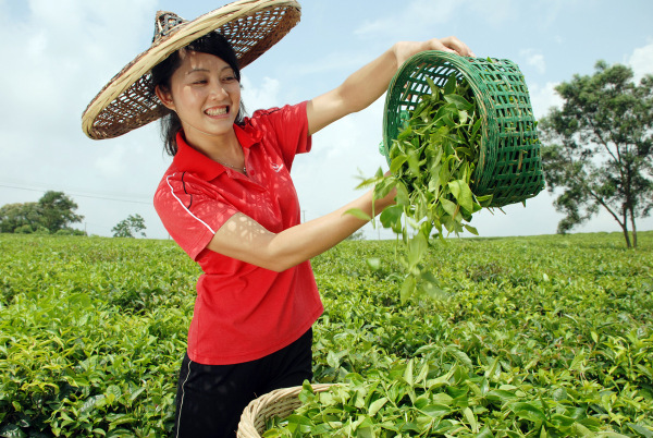 图片:1-8 雄鸥生态茶园