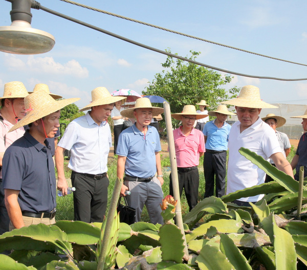 图片:调研火龙果种植基地