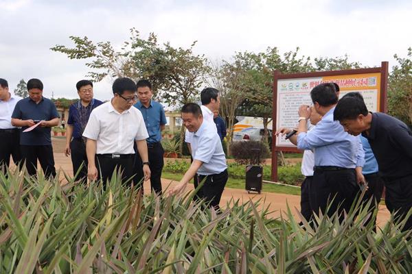 图片:党委书记欧阳帅介绍优质菠萝的种植情况