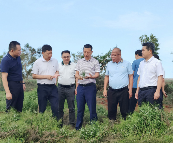 图片:1-3 在幸福农场察看穿心莲受灾情况
